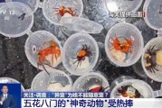 伊川@铲屎官们 养“异宠”或危害国家安全 这些行为违法了