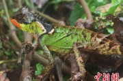 伊川云南南滚河保护区首次发现红唇棘蜥