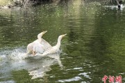 伊川吉林：罕见白鸬鹚连续两年“故地重游”